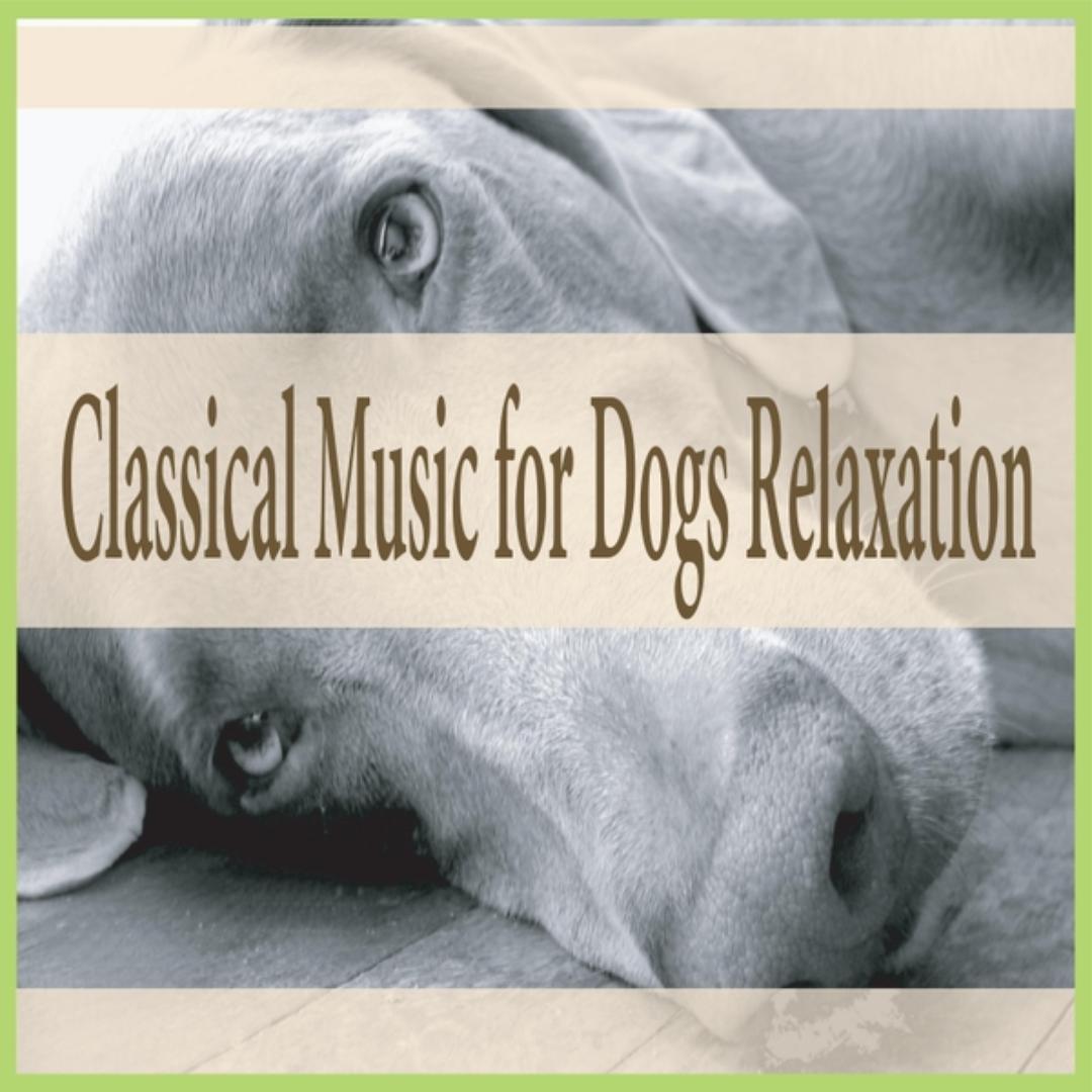 classical music to calm dogs